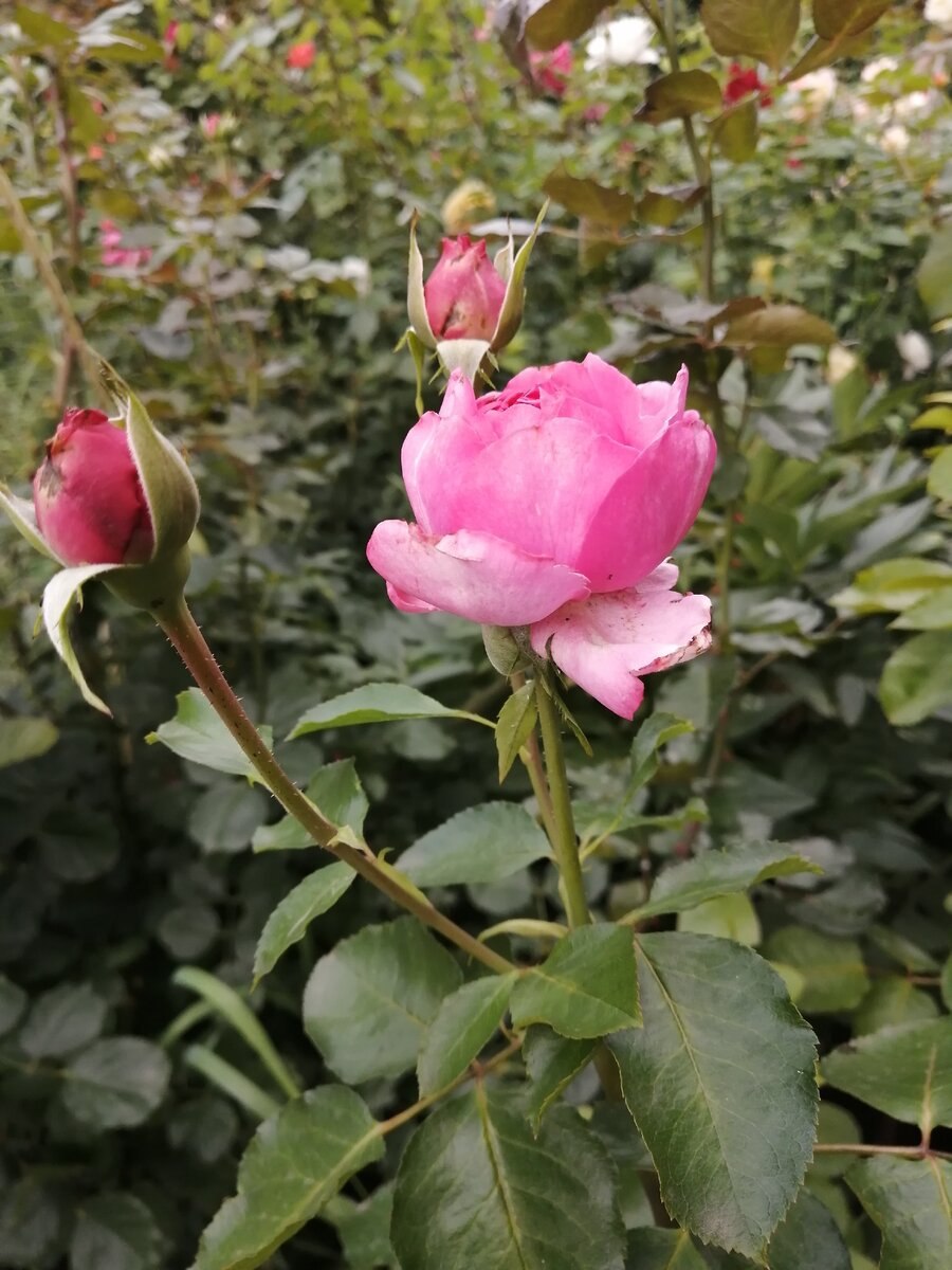 Ив Пьяже Yves Piaget роза