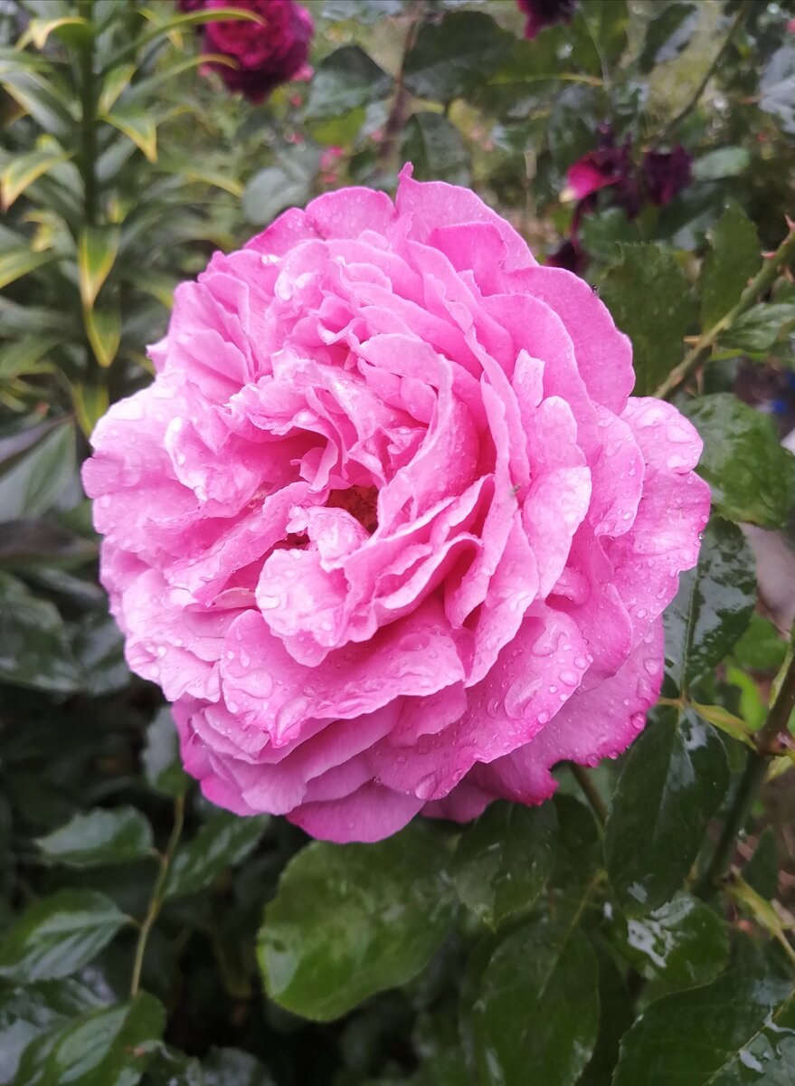 Роза Ив Пьяже купить в Москве