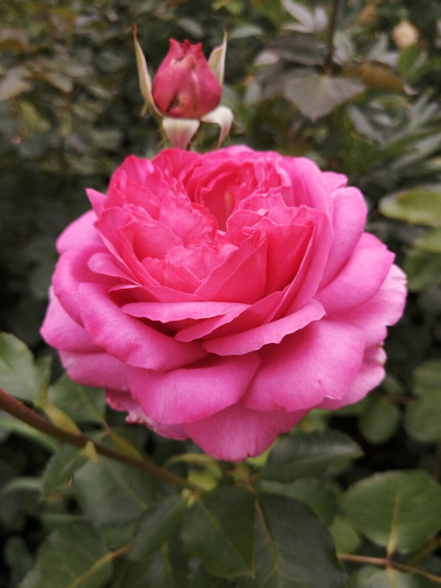 Роза Yves Piaget