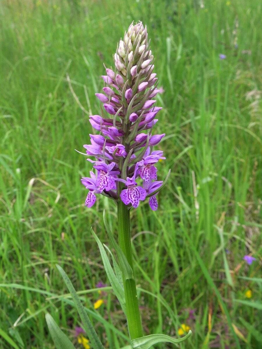 Ятрышник шлемоносный (Orchis militaris),