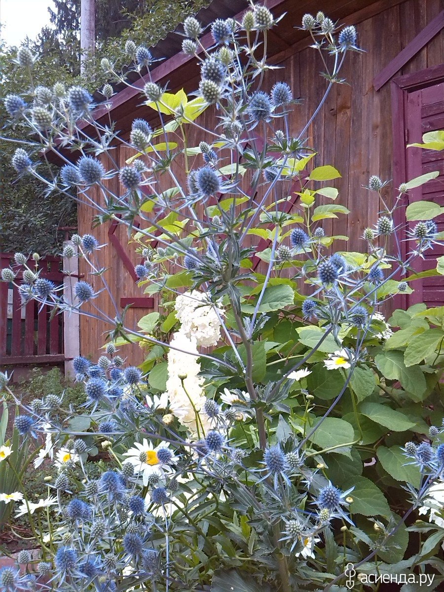 Мордовник баннатийский