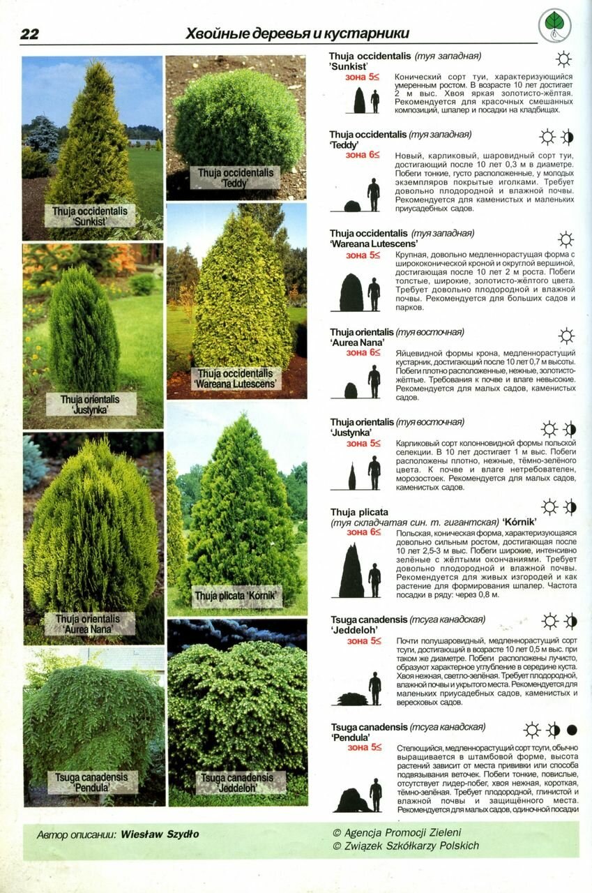 Строение побега хвойного растения