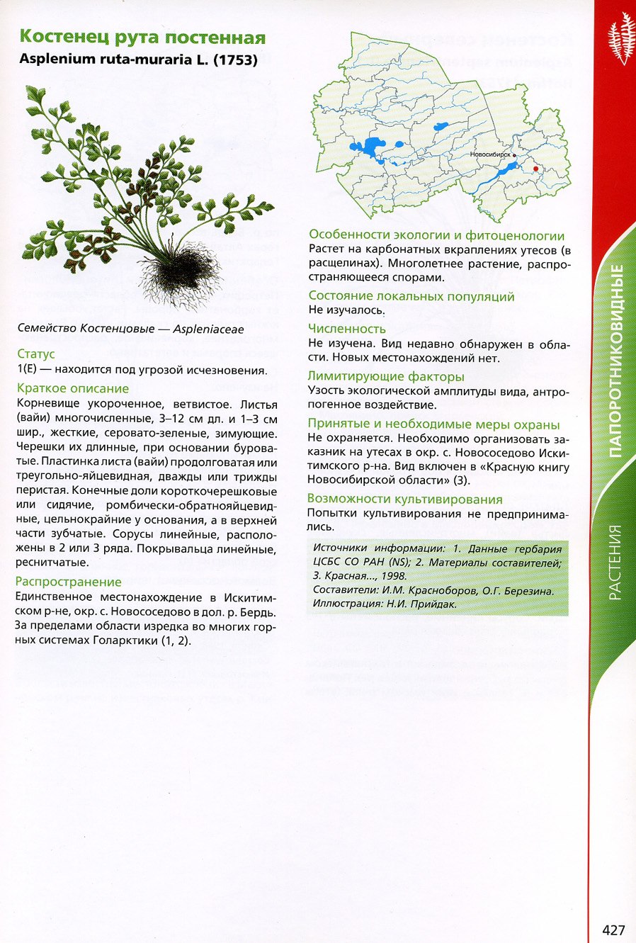 Костенец рута постенная