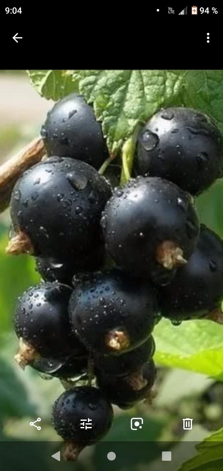 Черная смородина геракл