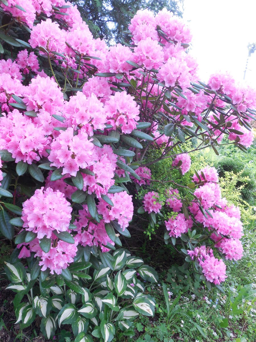 Рододендрон гибридный Гаага