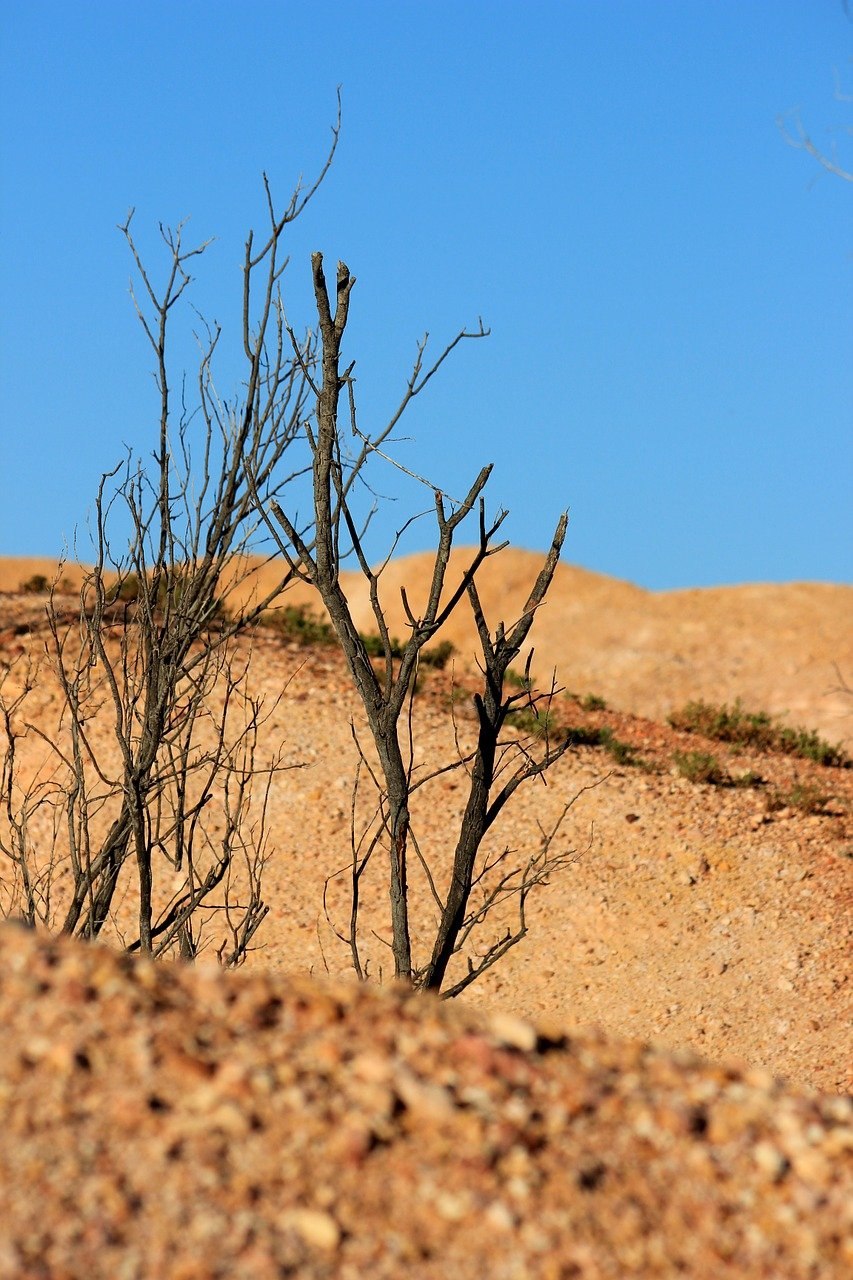 Растения пустынь перекати поле