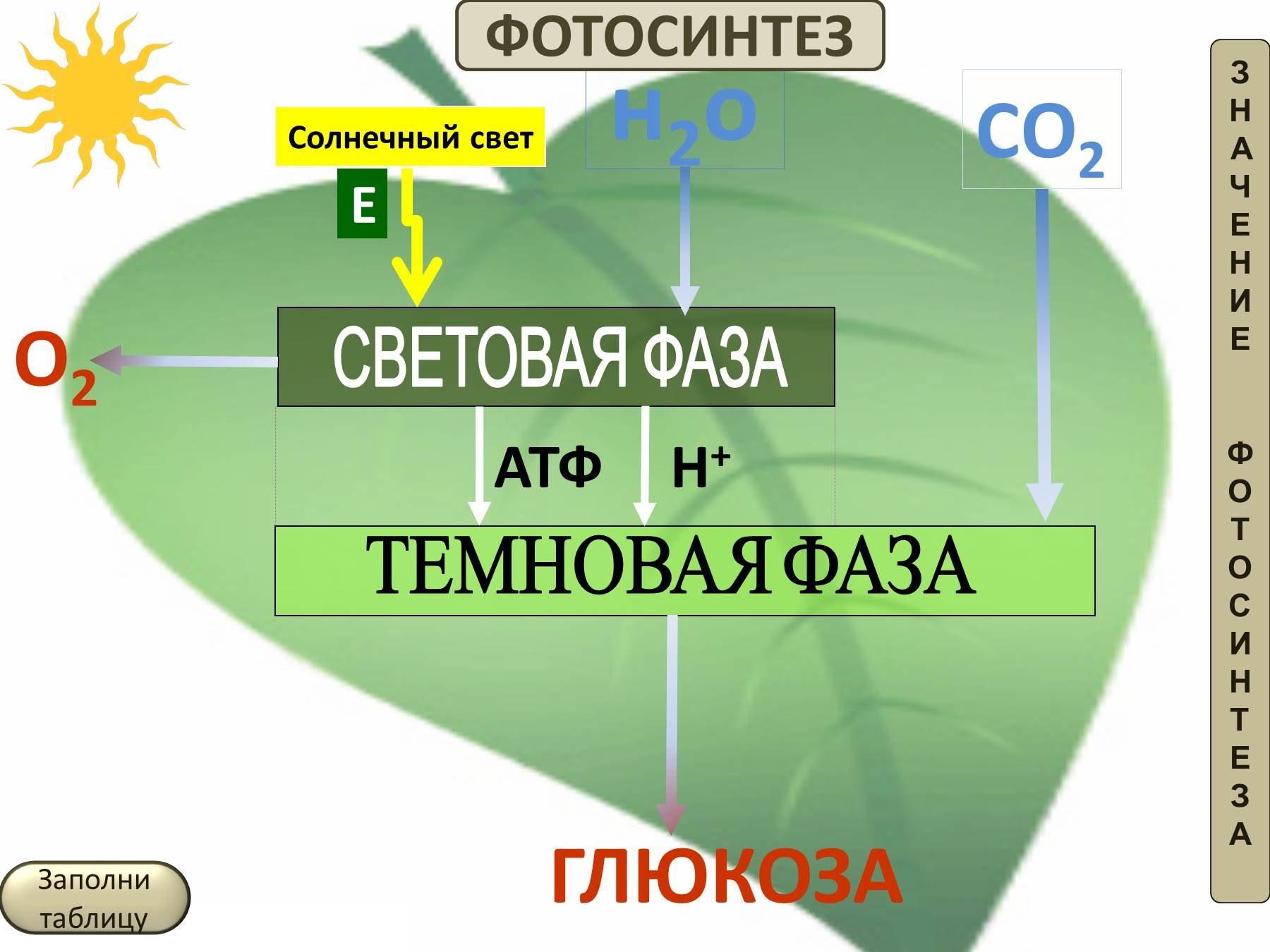 Использование энергии солнечного для синтеза атф. Темновая фаза фотосинтеза процессы. Схема световой фазы фотосинтеза 10 класс. Световая фаза фотосинтеза и темновая фаза фотосинтеза. Фотосинтез схема световая фаза и темновая.