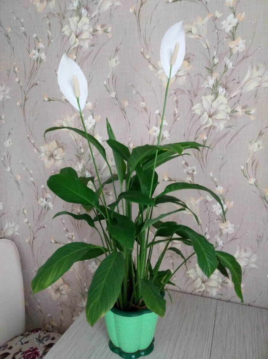 Спатифиллум южная сторона