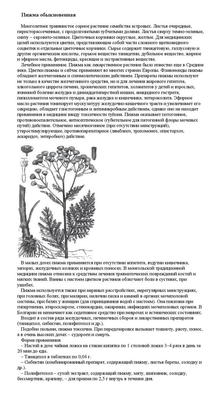 Пижма Киттари(Tanacetum kittargari)