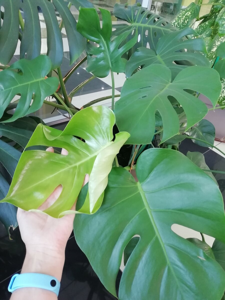 Монстера Адансона Лиана