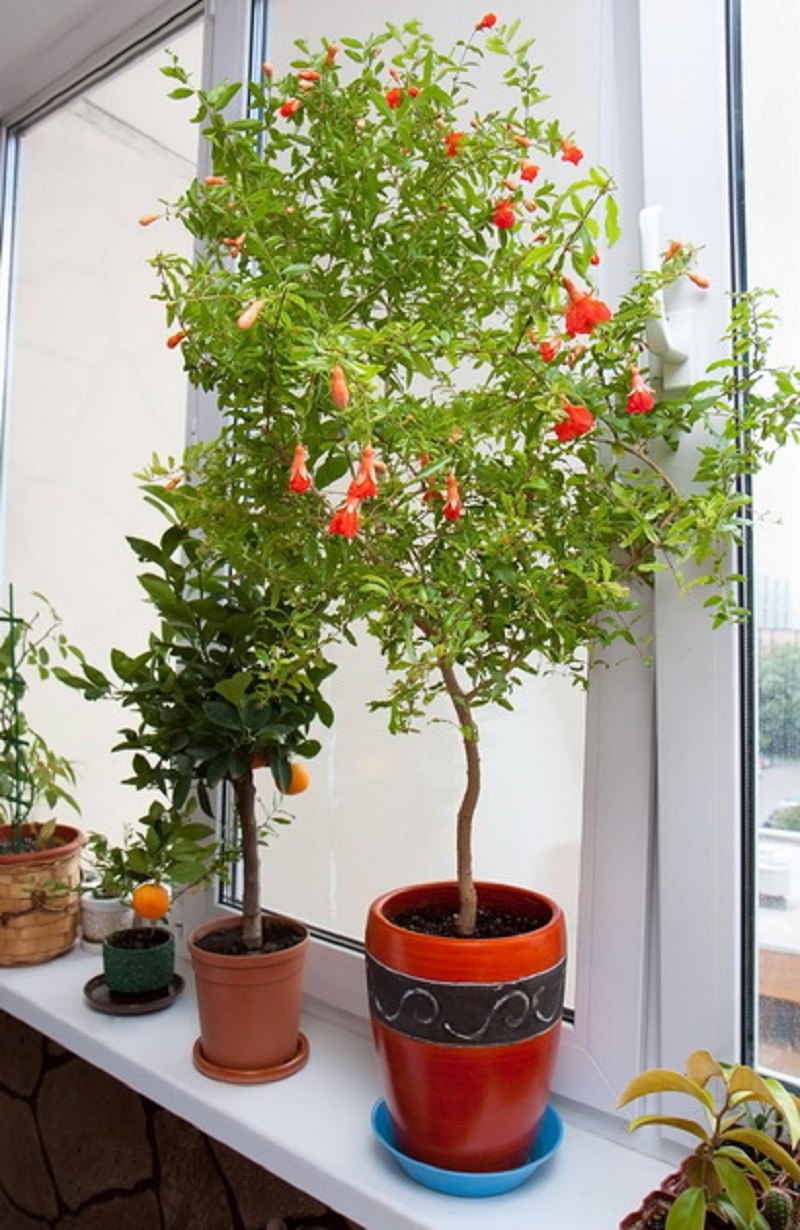 Гранат оранжевый мастер комнатный