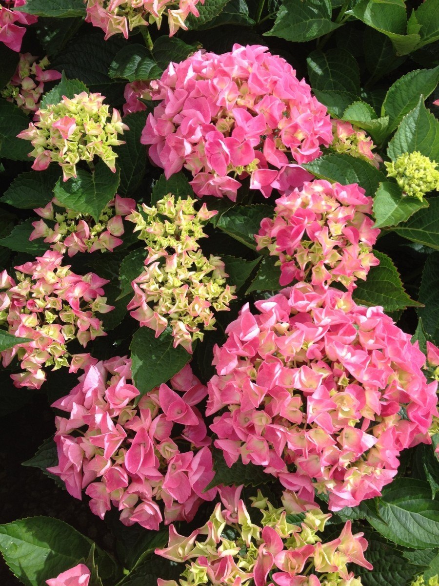 Гортензия европа крупнолистная