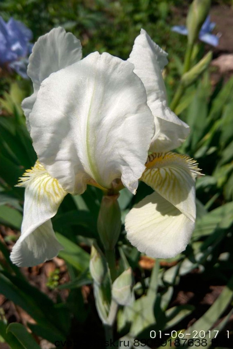 Ирис бородатый Дрим стафф (Dream stuff)