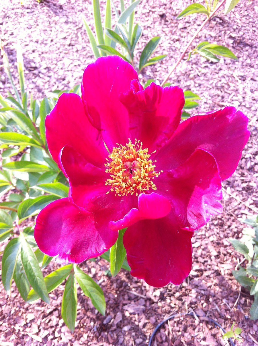 Пион сорт Жемчужная россыпь