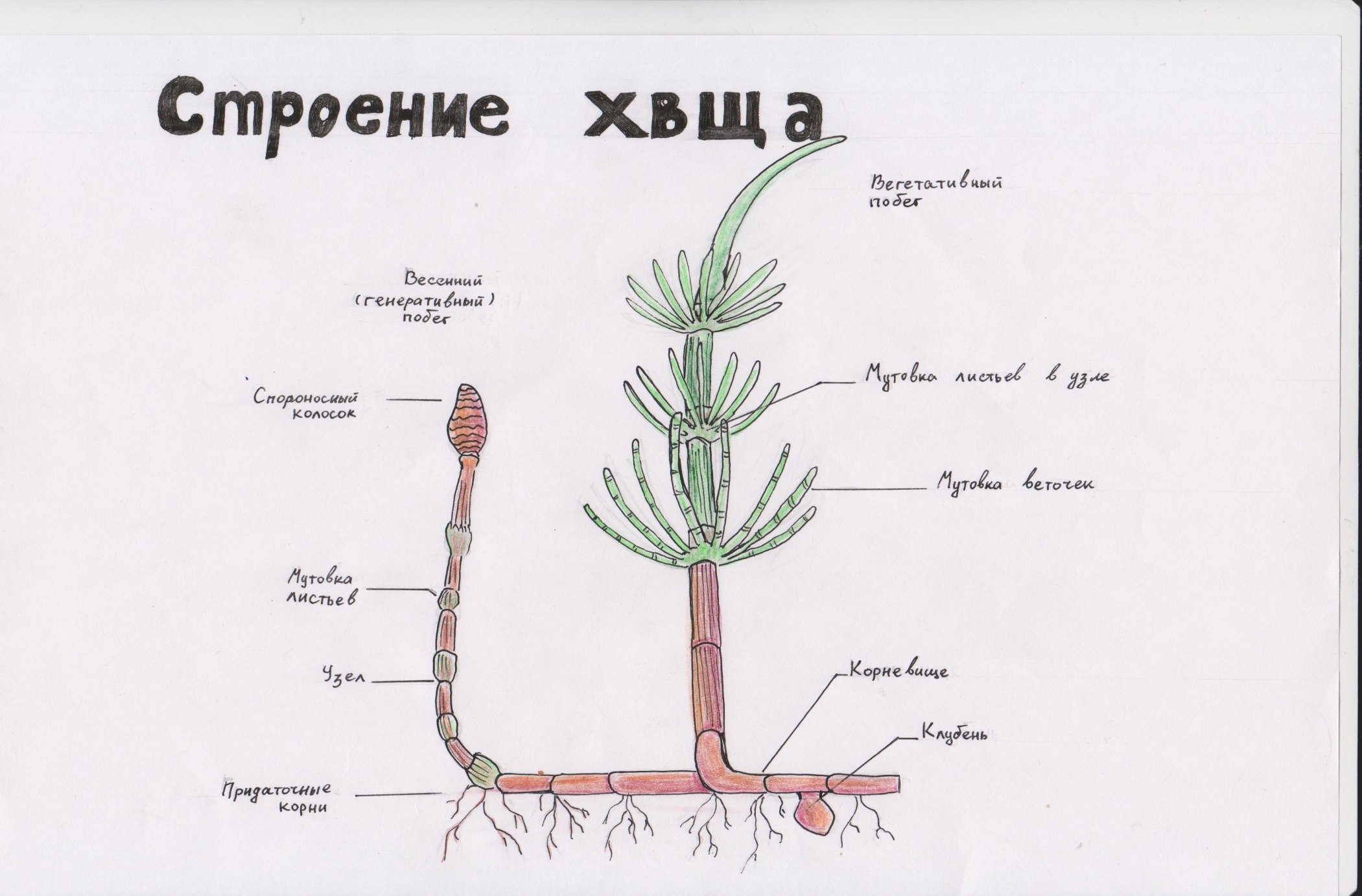 Заполните схему строение вегетативного тела высшего растения