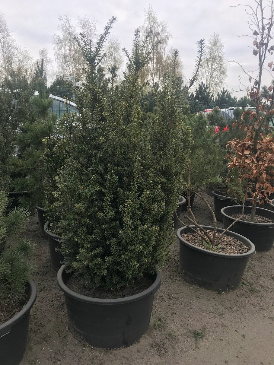 Тис ягодный саммерголд