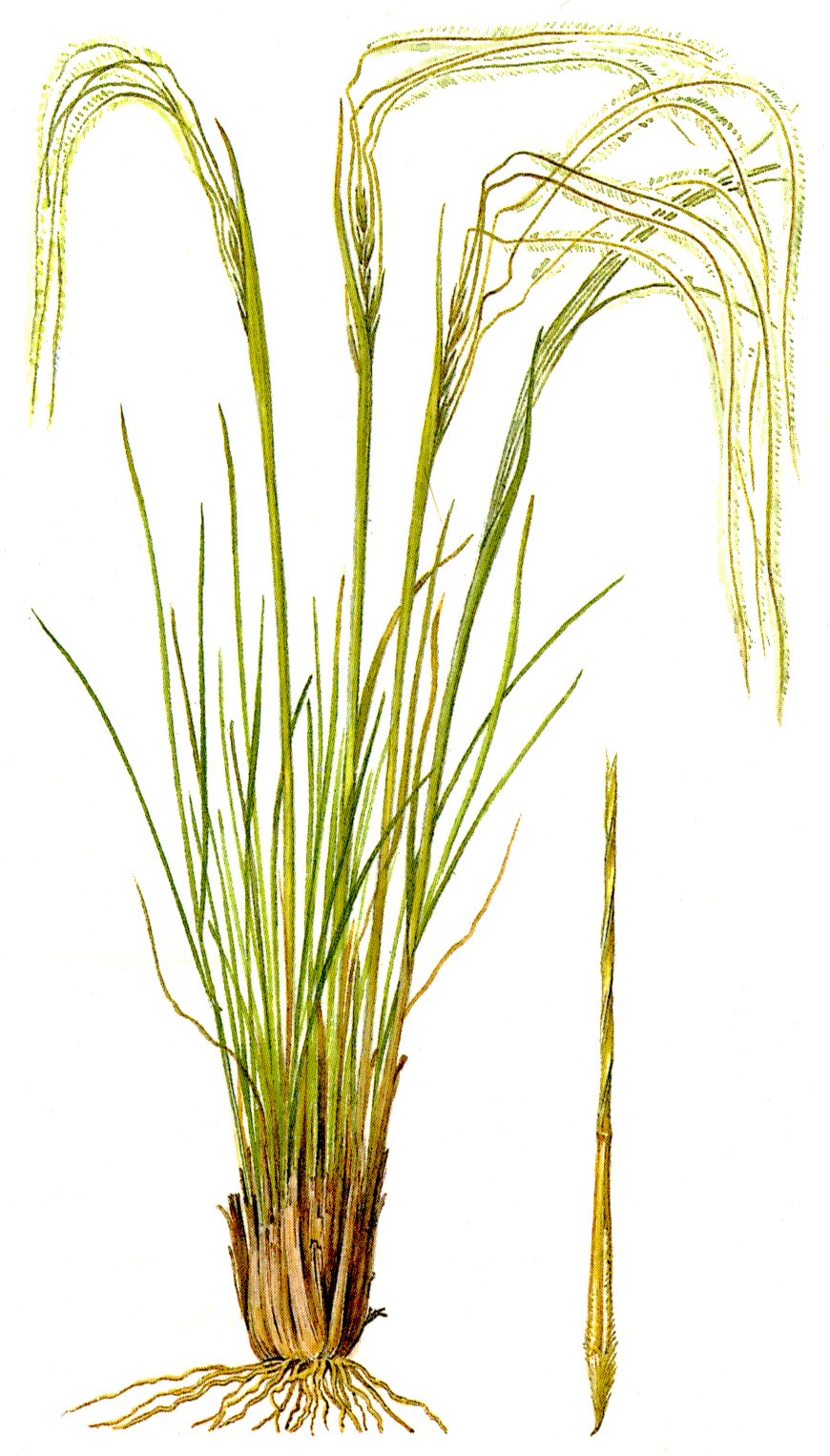 Ячмень гривастый (Hordeum jubatum)