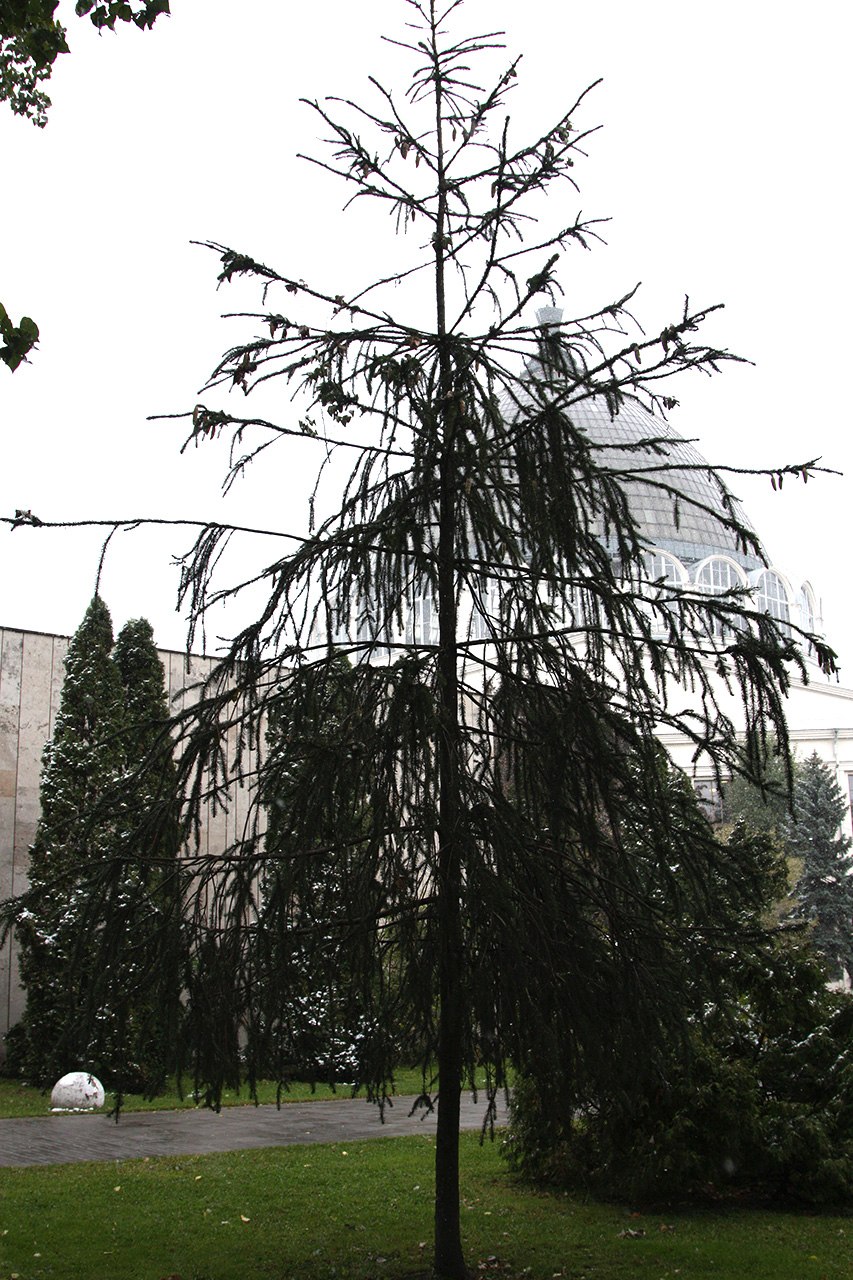 Picea Abies 'viminalis'