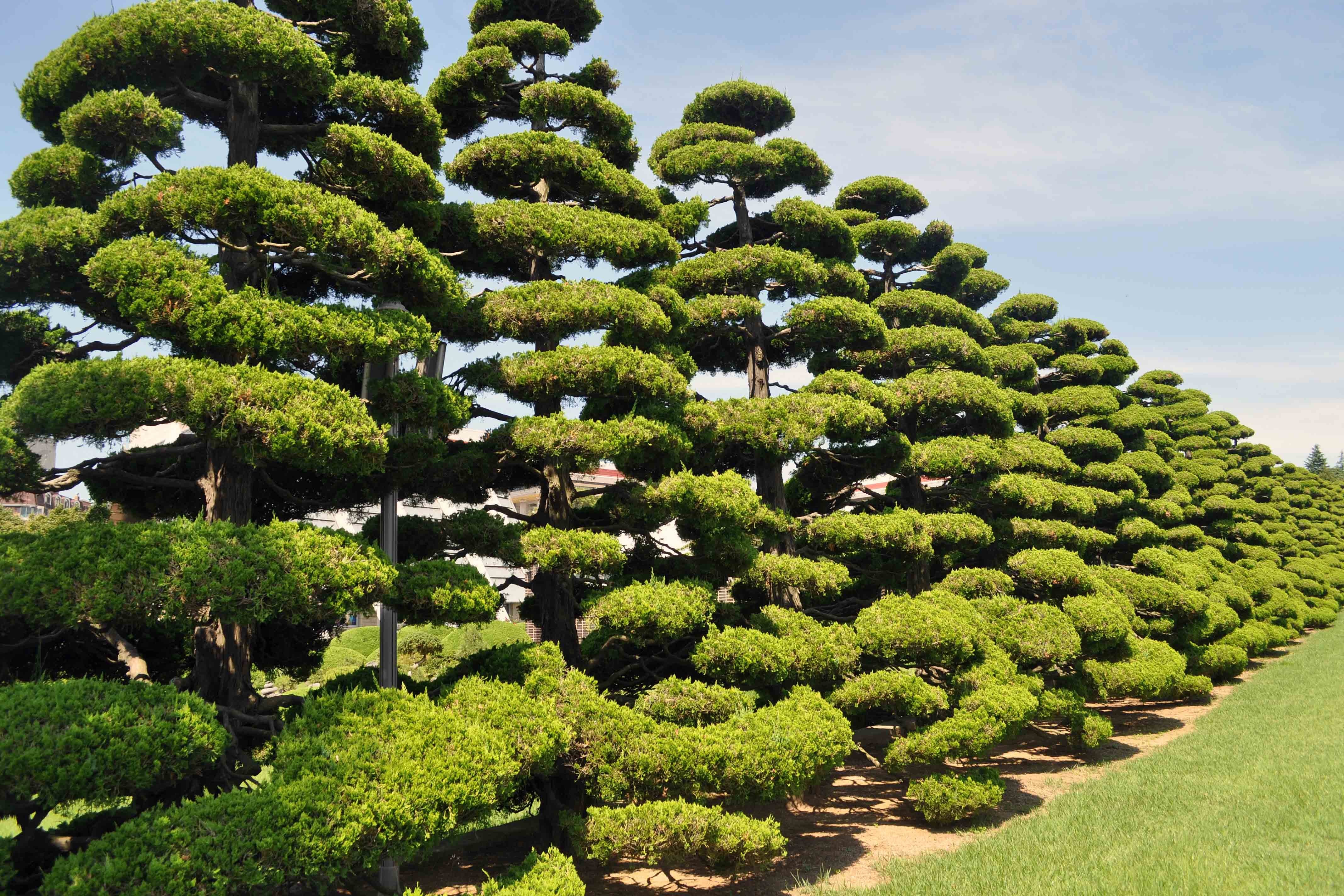 Хвойные юга. Лиственница ниваки. Корейская сосна Южной Кореи. Дерево элгарио Южная Корея. Танпхун дерево Корея.