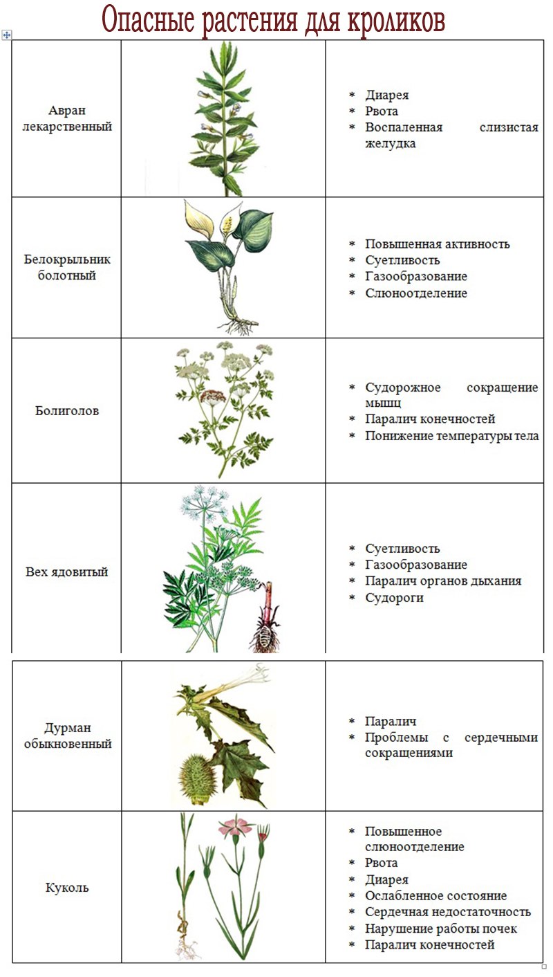 Лютик едкий корень