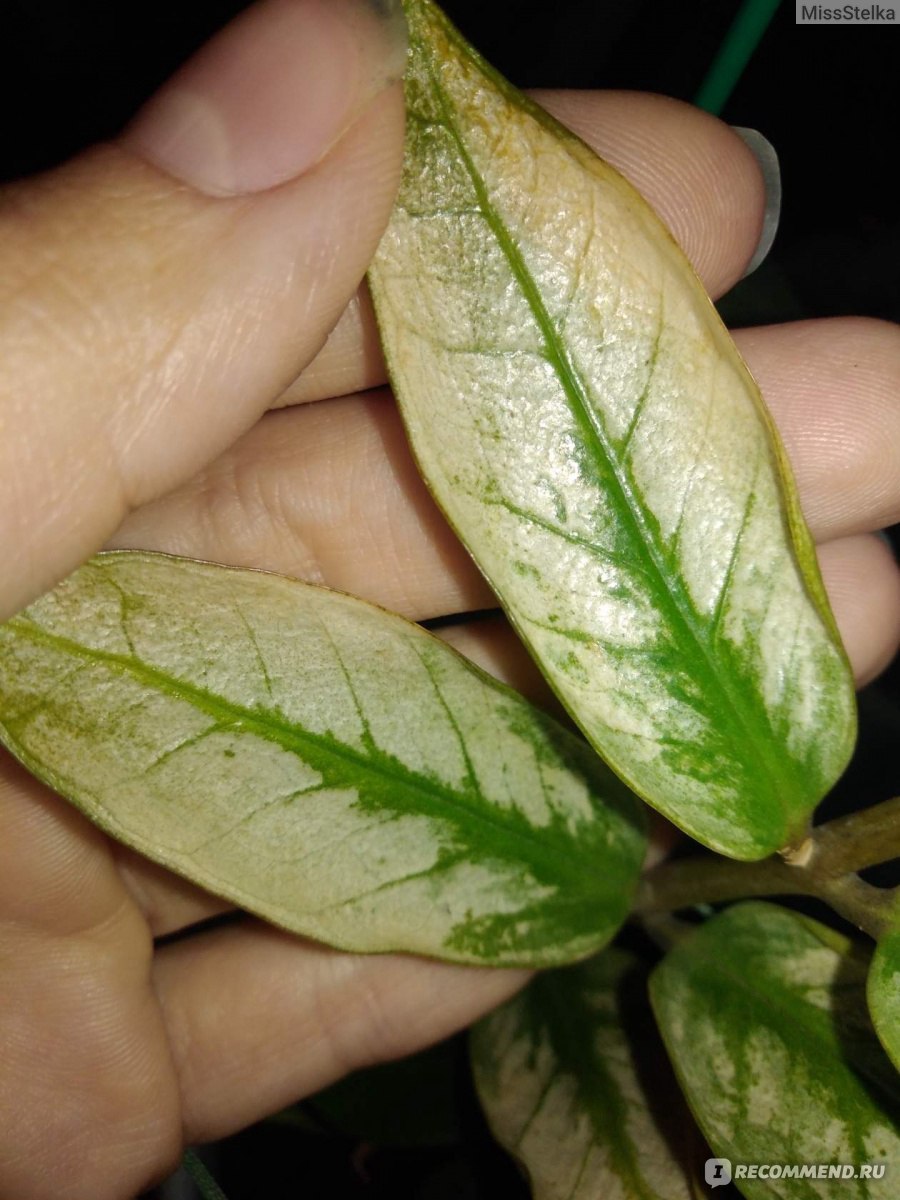 Замиокулькас тайский вариегатный