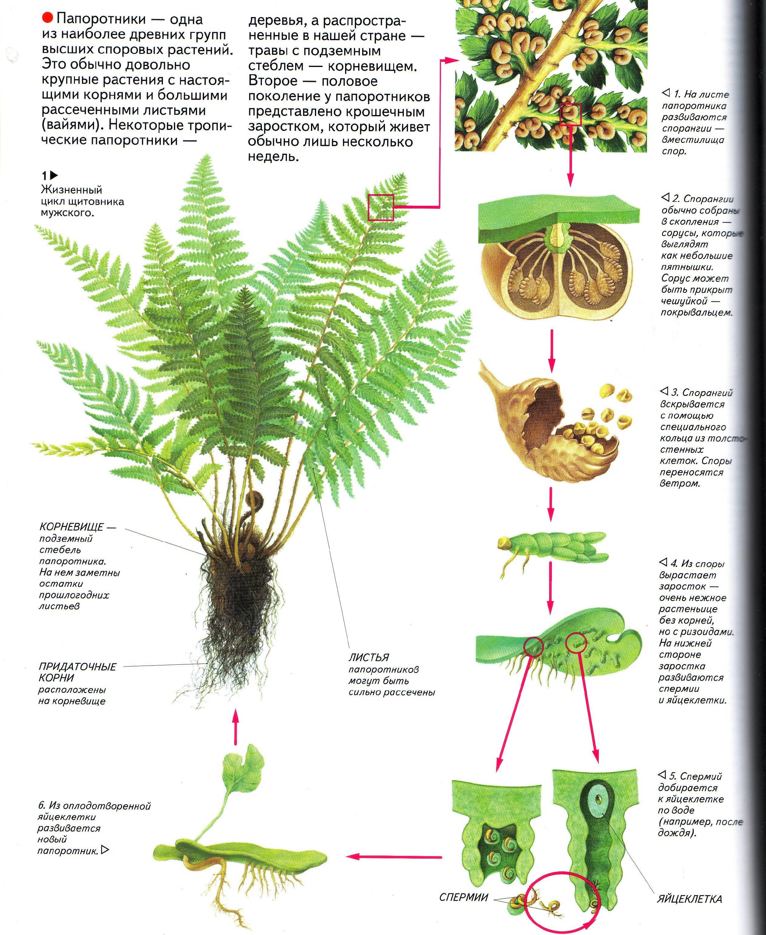 Папоротникообразные органы растения. Жизненный цикл папоротника щитовника мужского. Органы папоротника щитовника мужского. Папоротник Щитовник схема. Папоротник Щитовник строение.