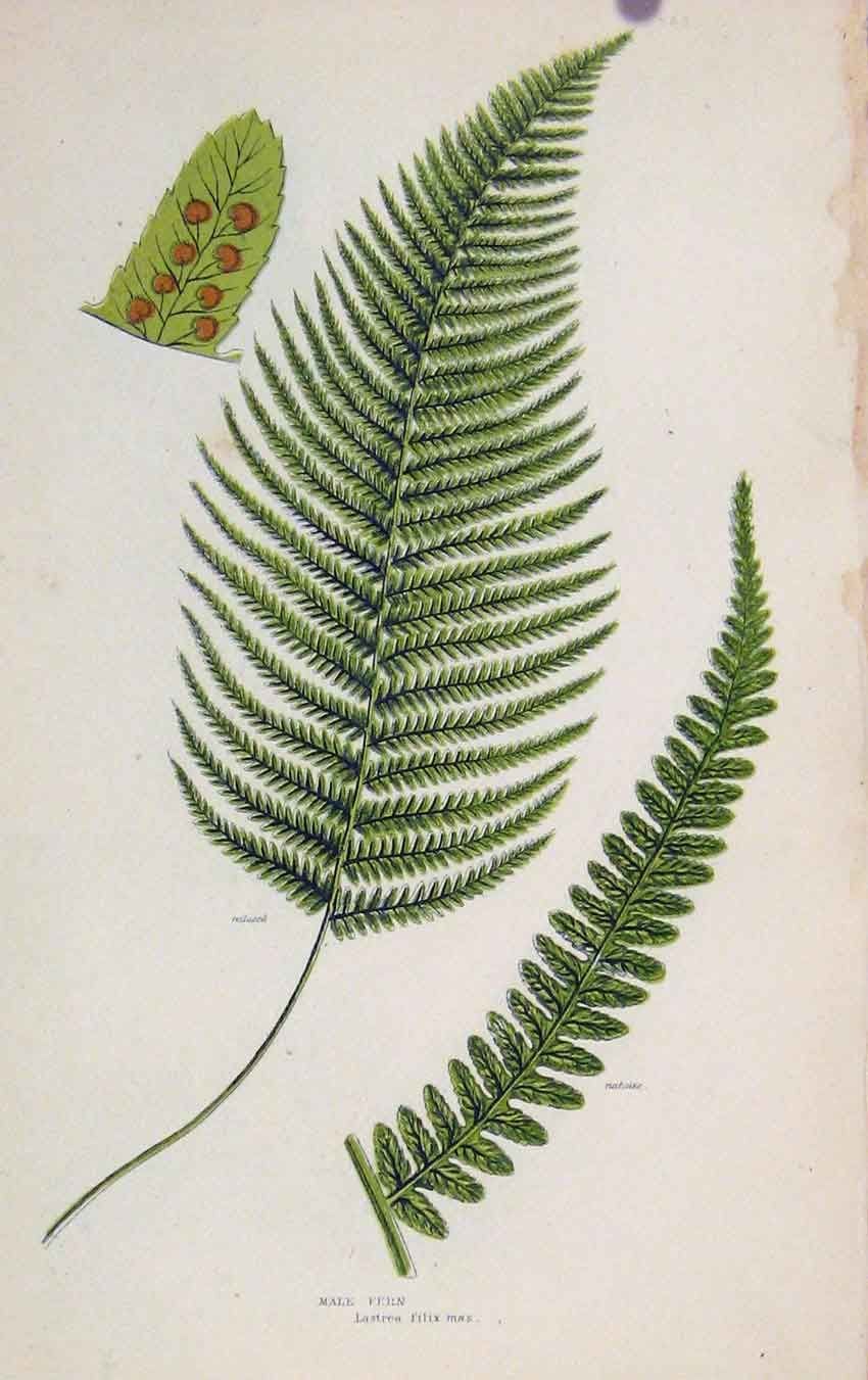 Папоротниковидные Ботаническая иллюстрация