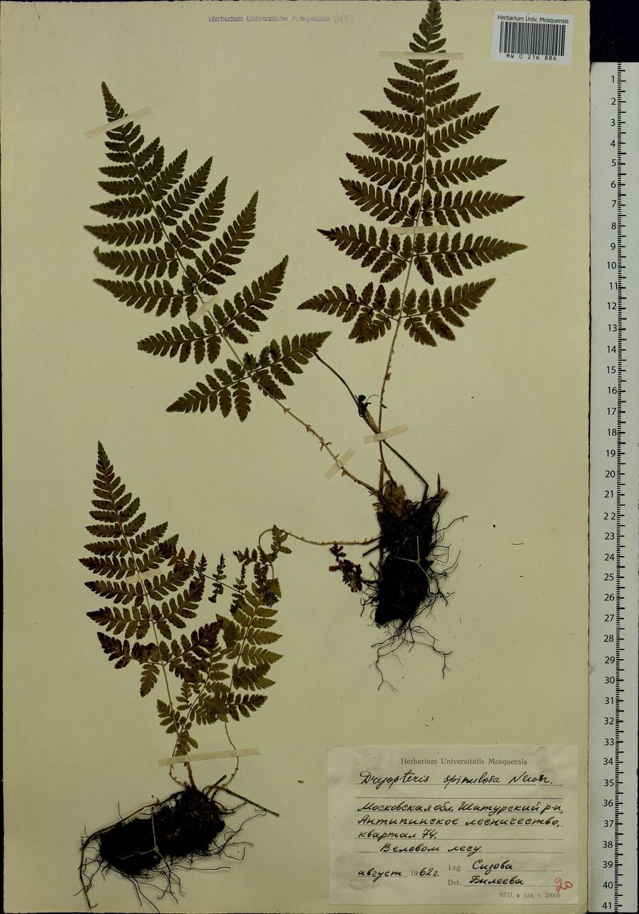 Папоротник орляк Дальневосточный