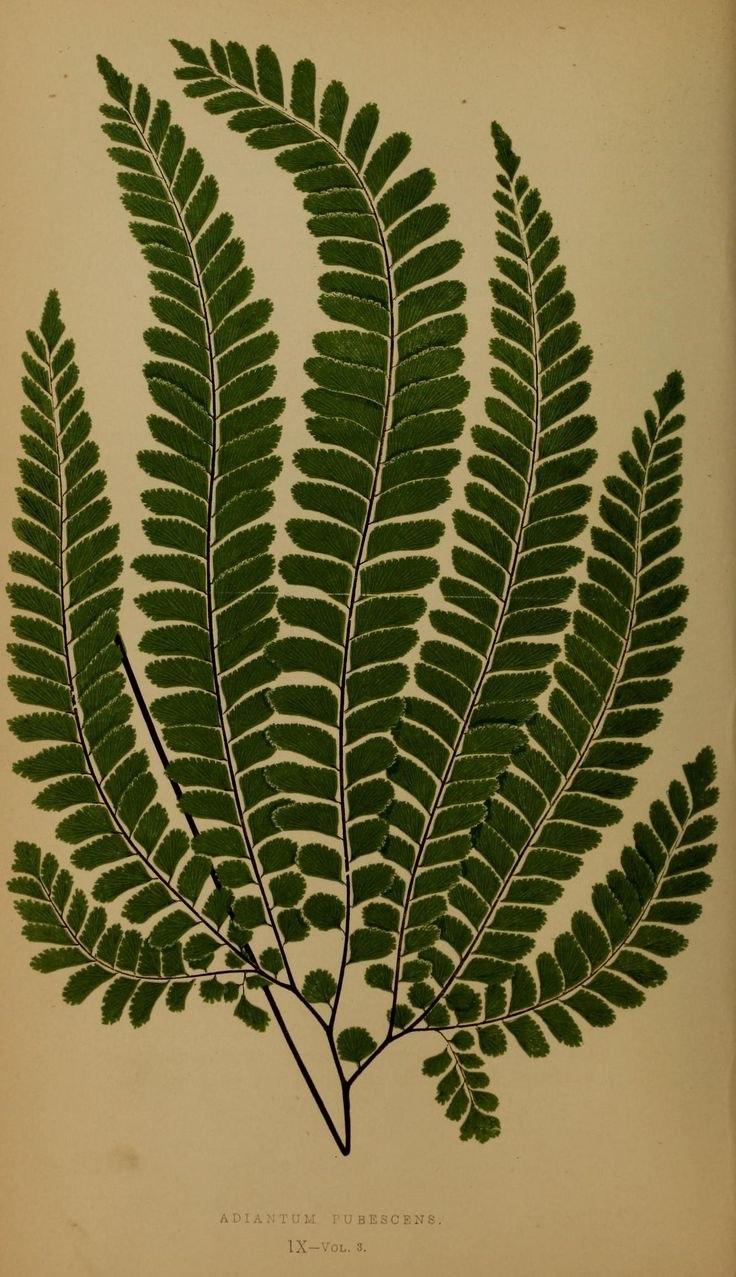 Папоротник Пеллея