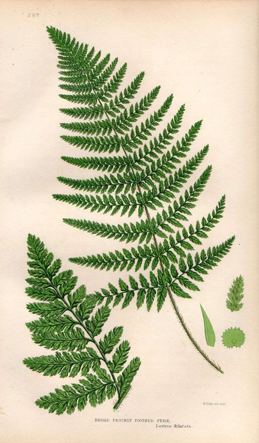 Спорофит папоротника