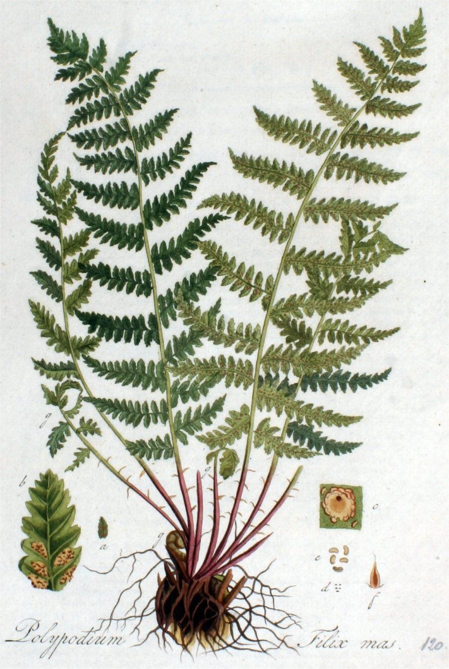 Щитовник мужской строение