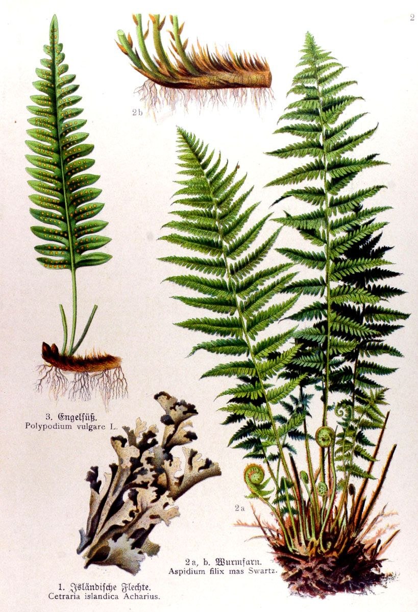 Cyathea Australis