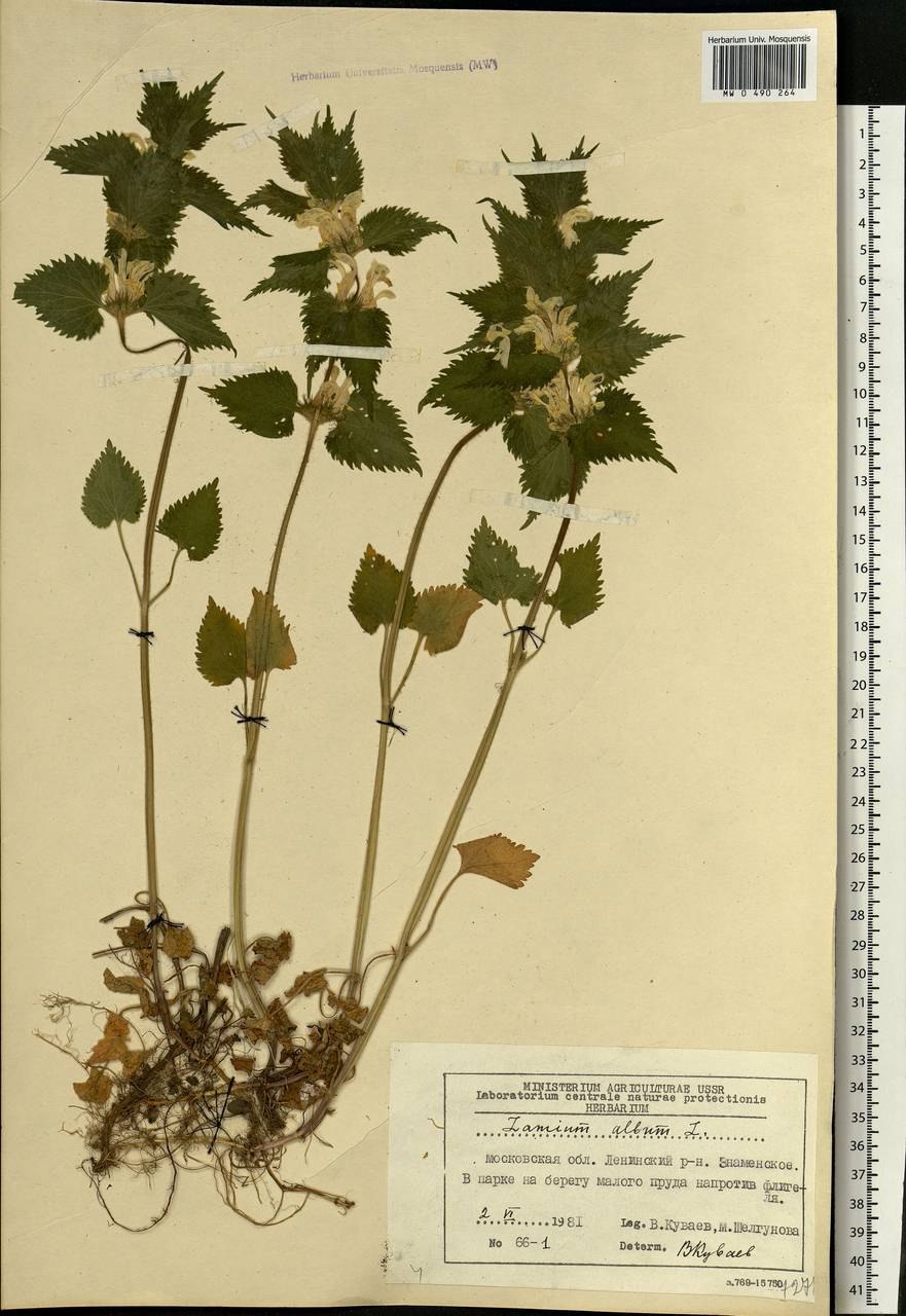 Крапива двудомная препараты