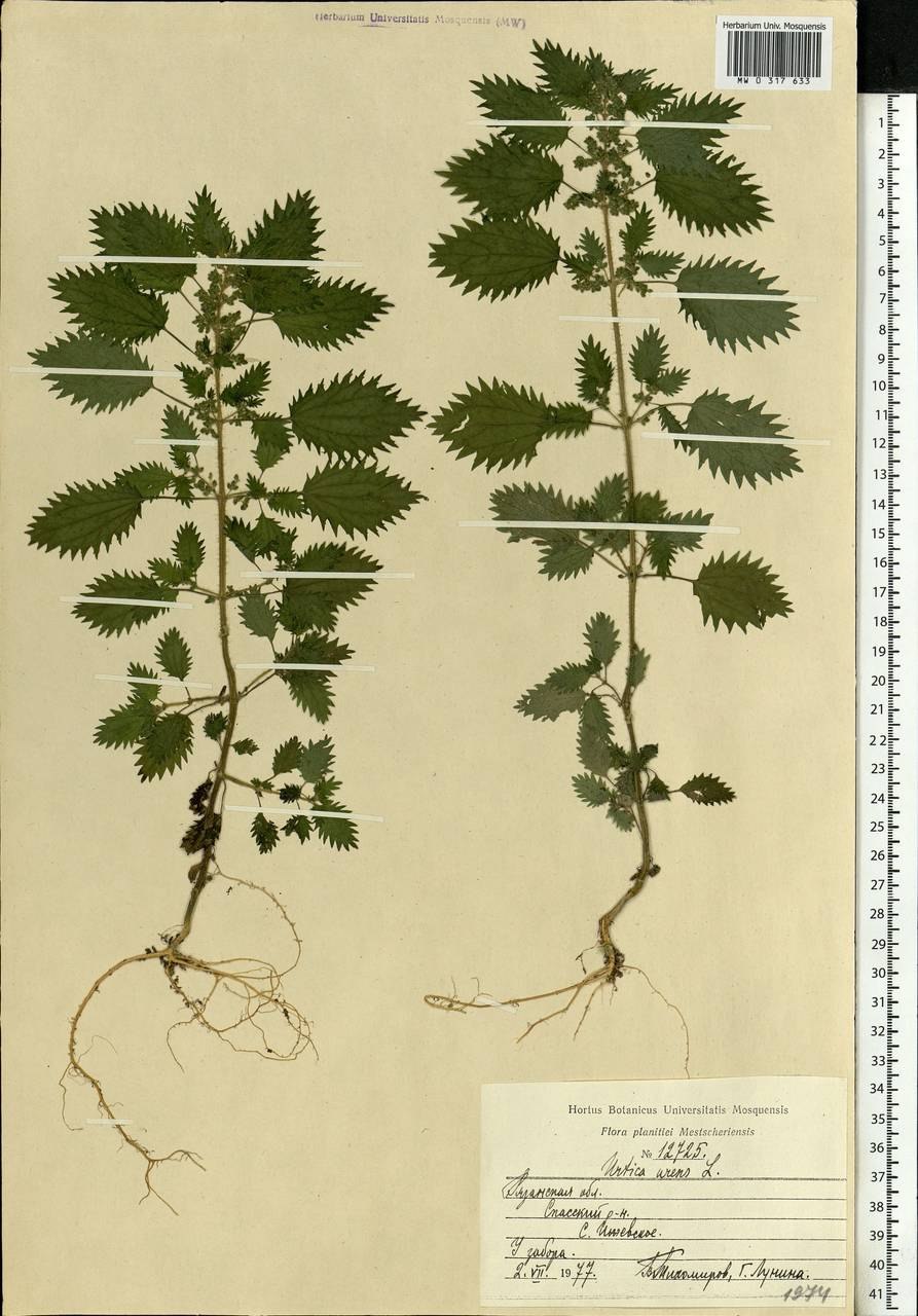 Крапива двудомная корневище