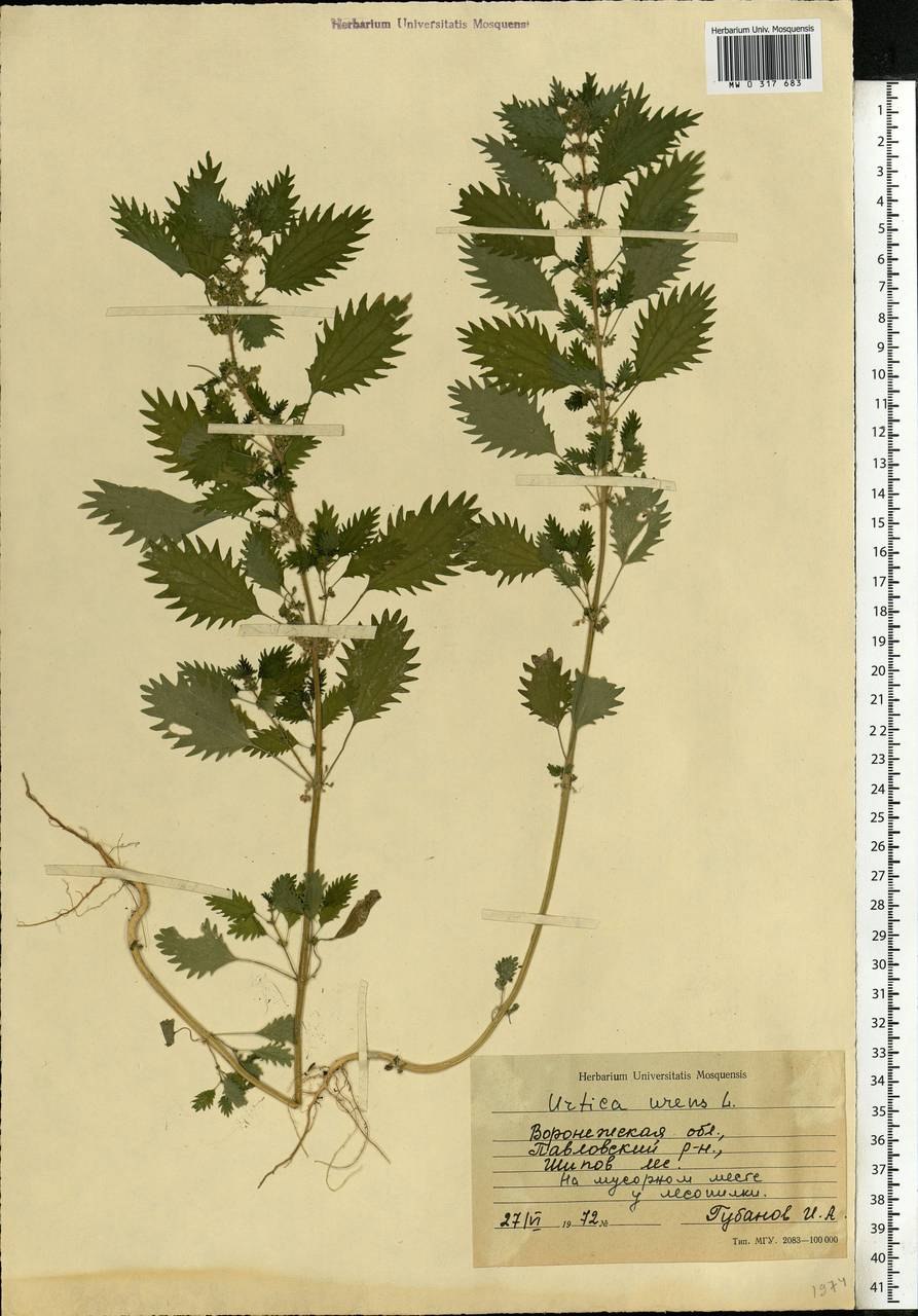 Яснотка белая Тип плода