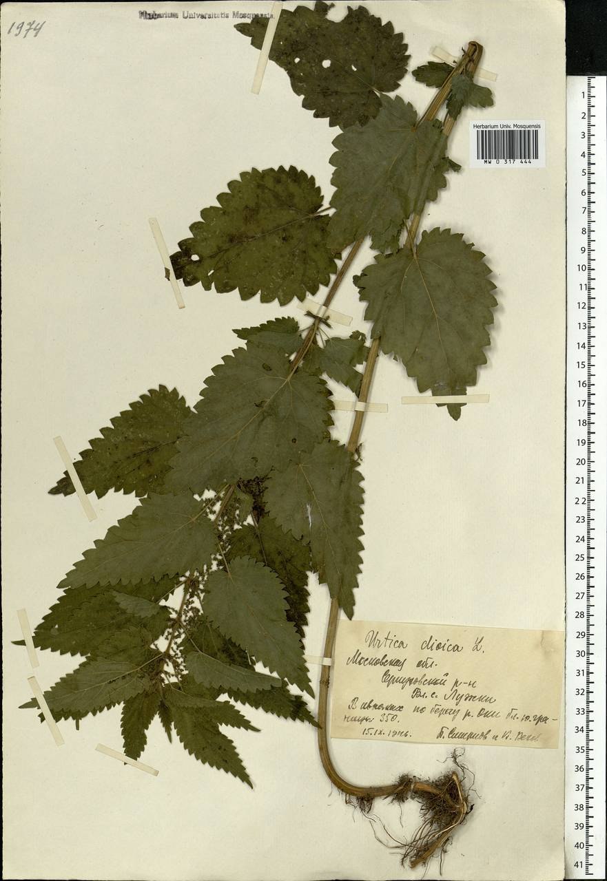 Сбор трав "крапива"