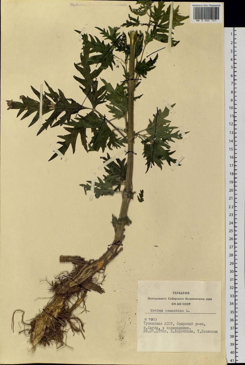 Крапива сушеный корень