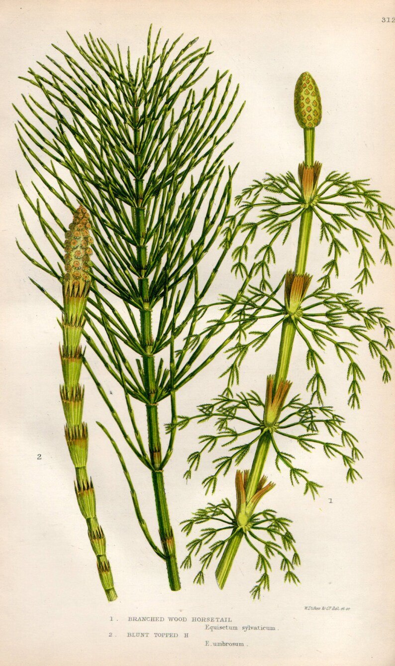 Хвощ зимующий Equisetum hyemale