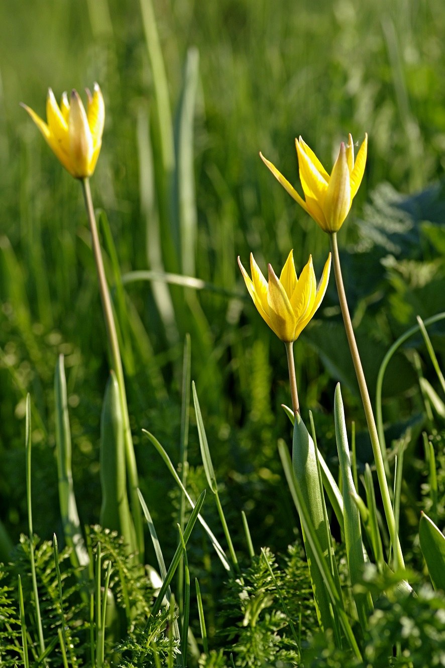 Приокско-Террасный заповедник доклад
