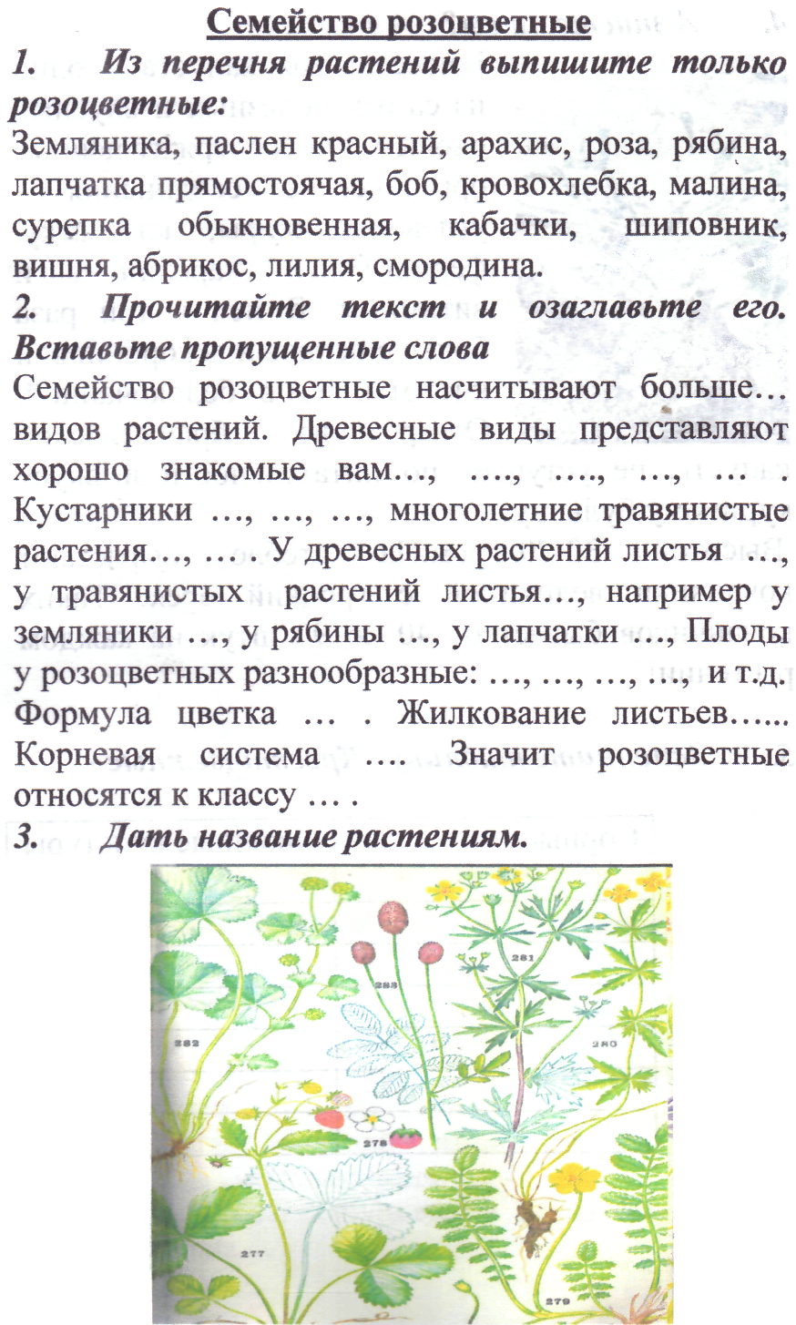 Лекарственные растения семейства крестоцветных
