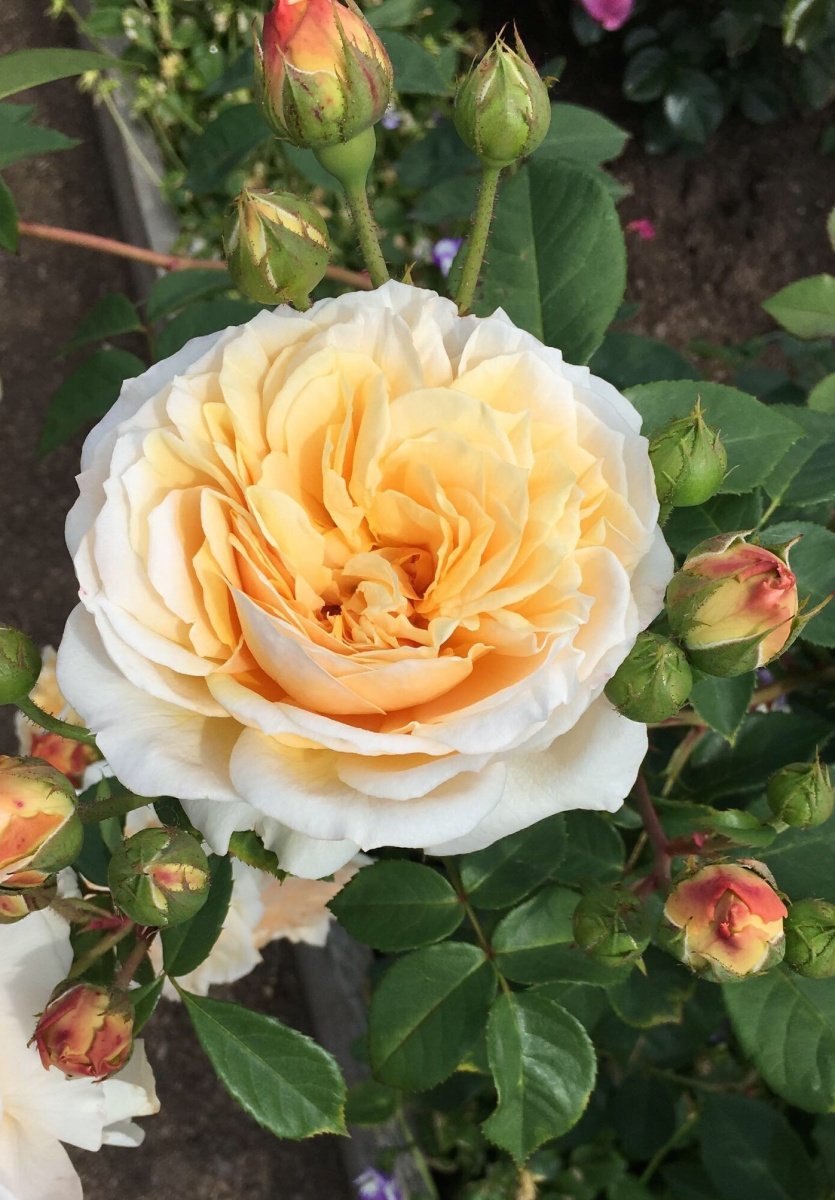 Роза Тизинг Джорджия Остин