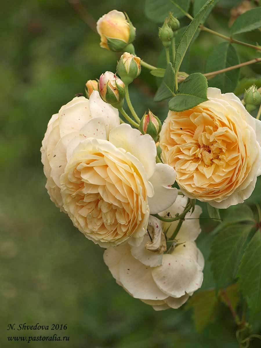 Роза тизинг джорджия