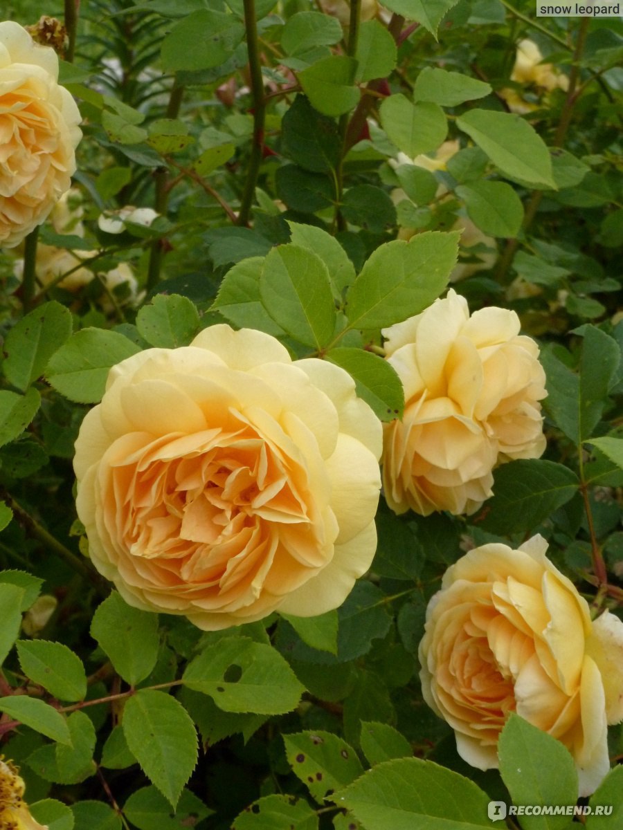 Роза Дэвида Остина Тизинг Джорджия