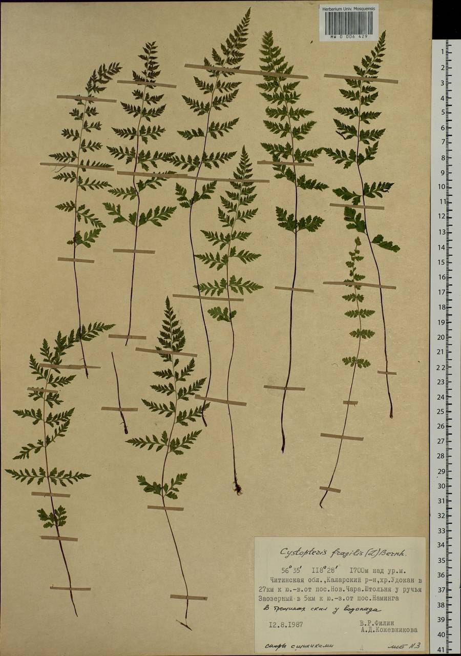 Папоротник пузырник ломкий