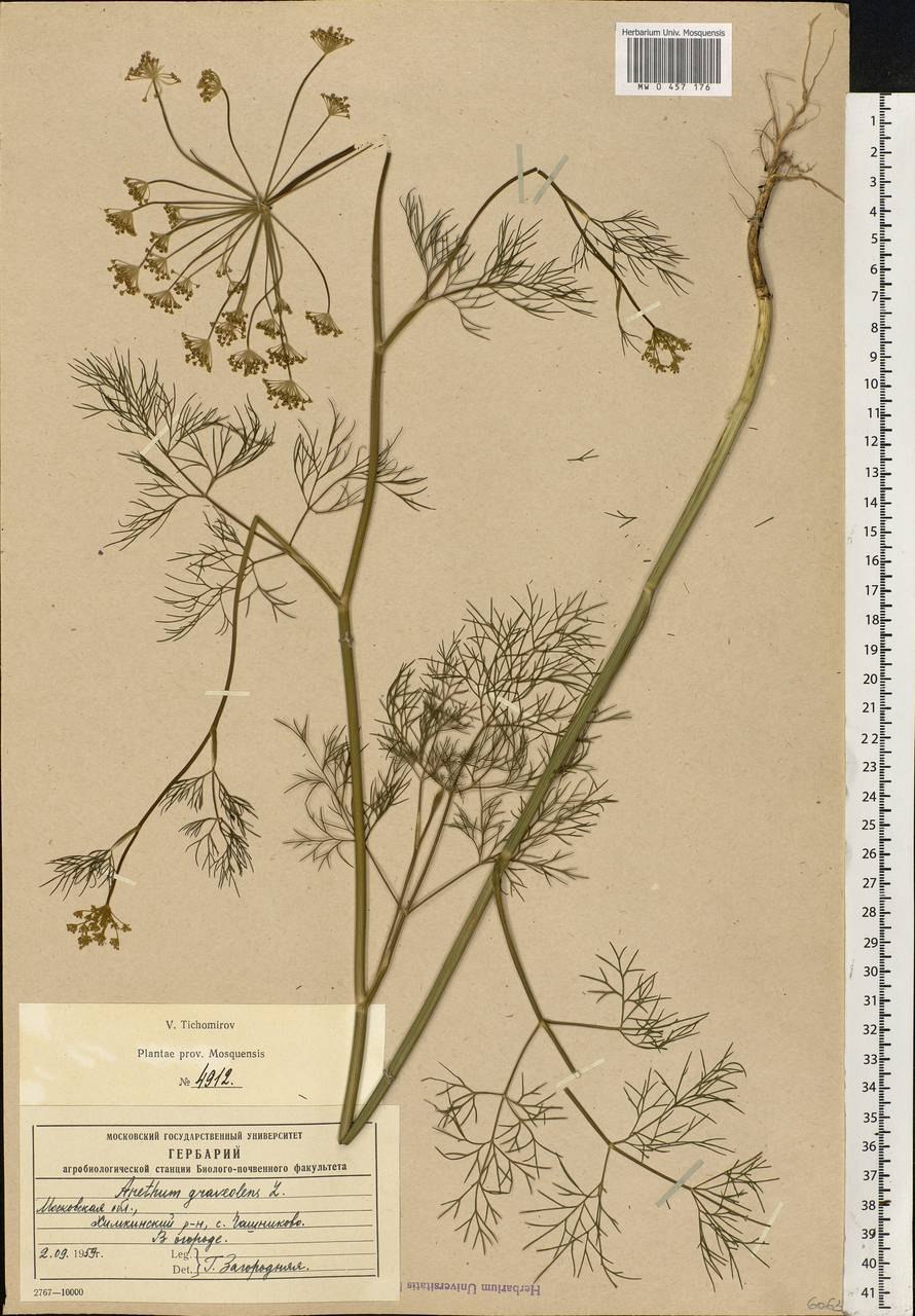 Фенхель какой на вкус