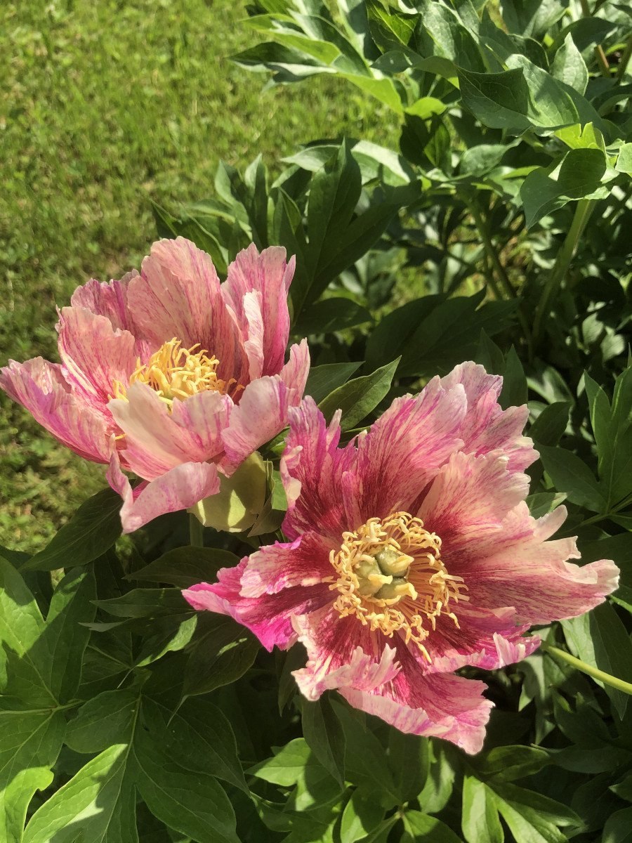 Пион Коппер кеттл