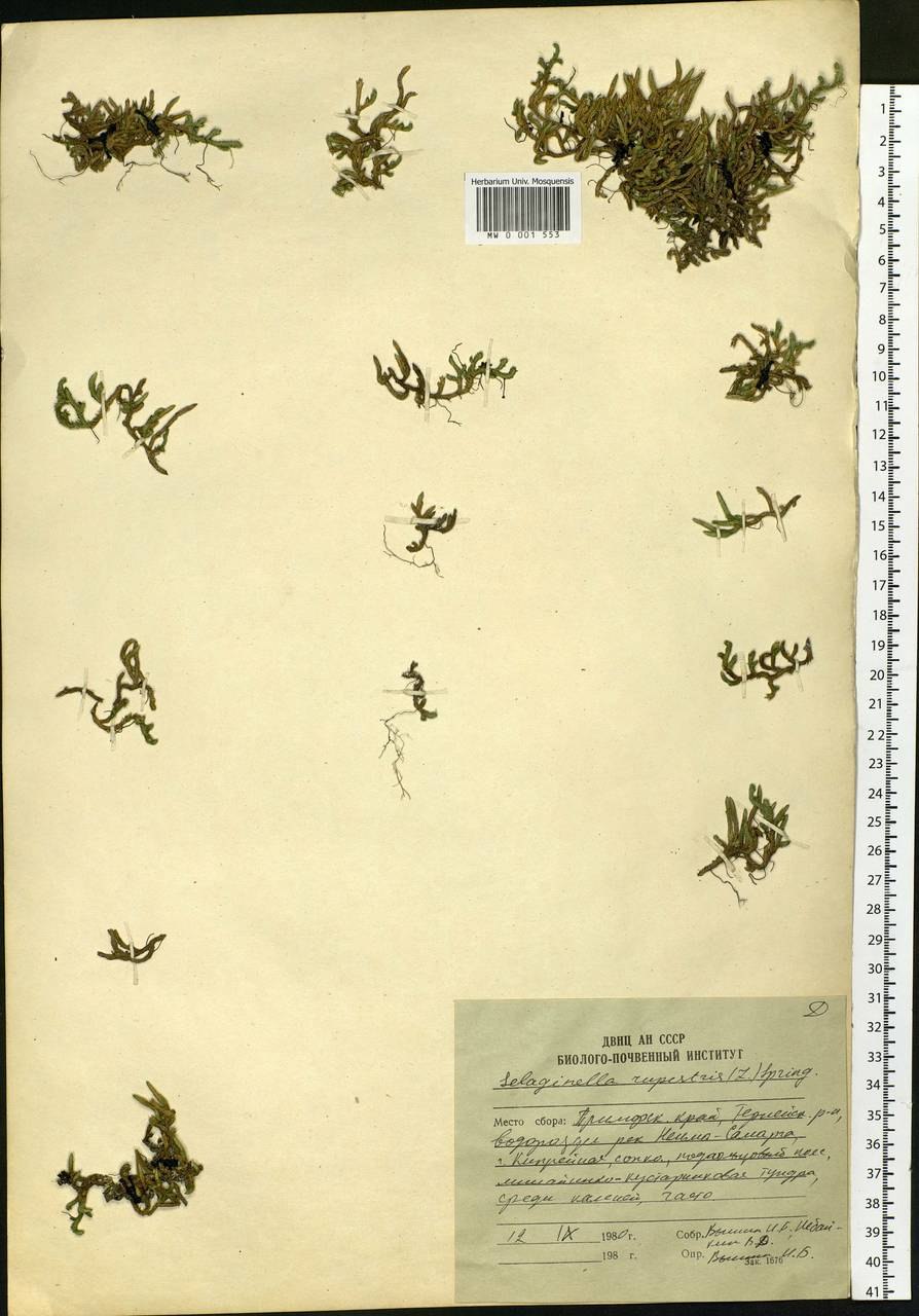 Селагинелла apoda