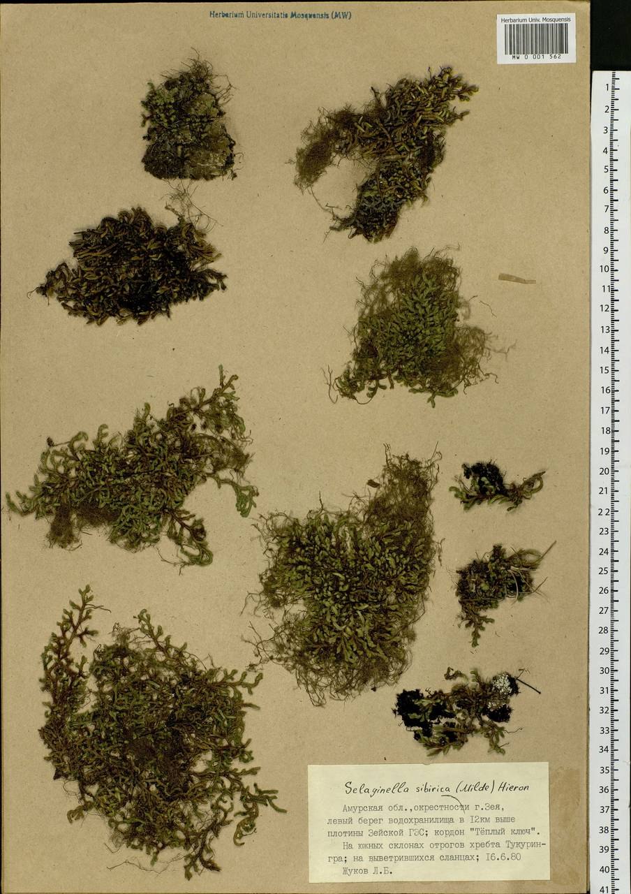 Селагинелла зубчатая