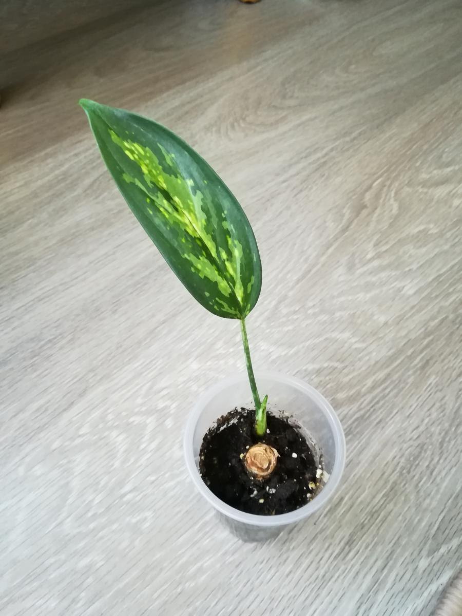 Аглаонема вариегатная