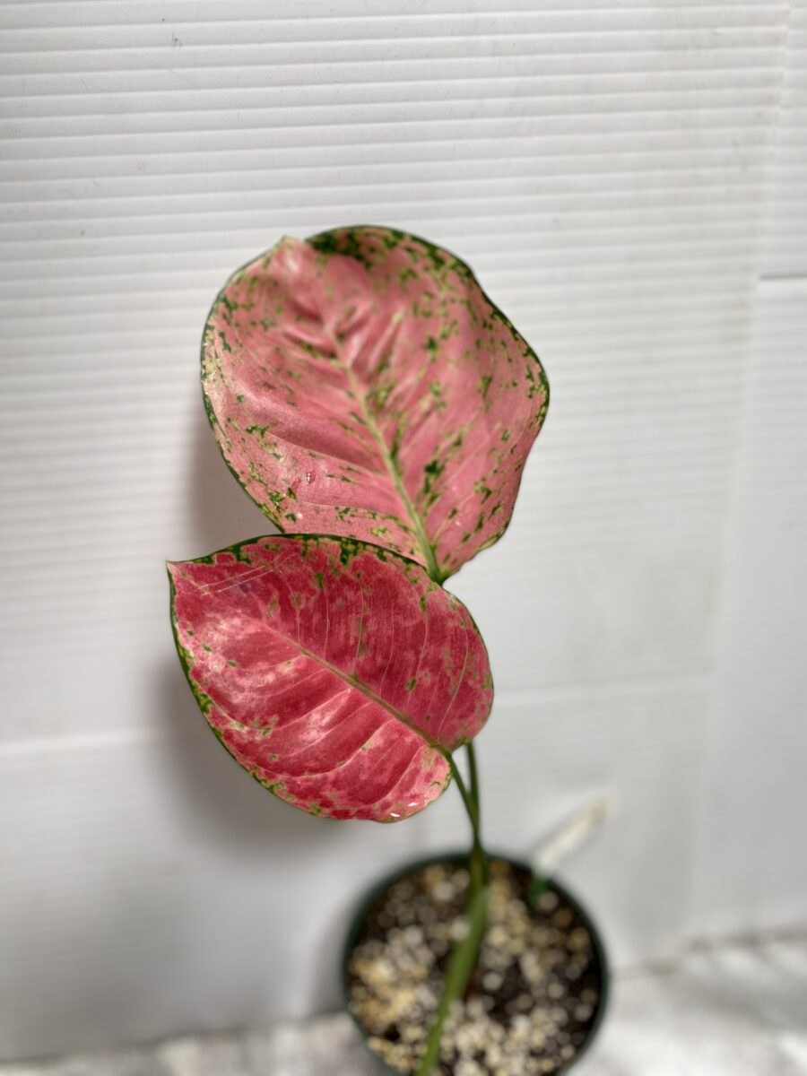 Аглаонема ложноприцветниковая